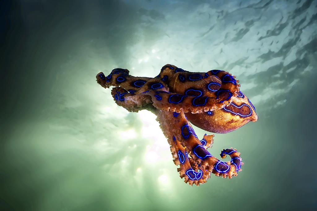 Blue Ringed Octopus First Aid